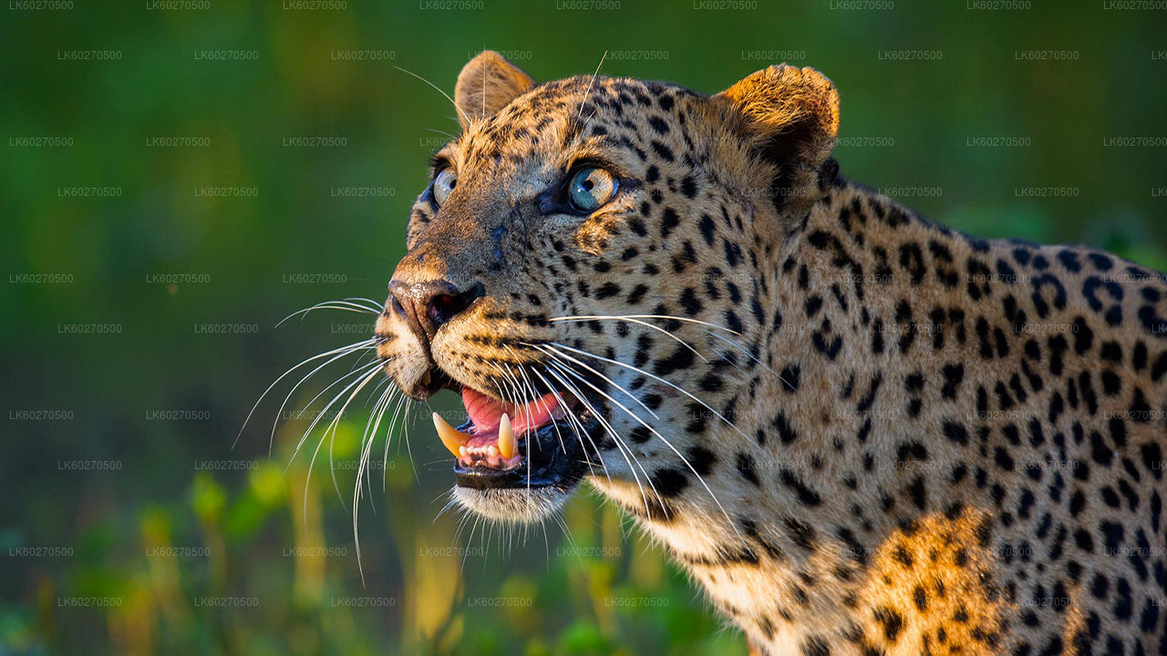 Yala rahvuspargi safari Dikwellast