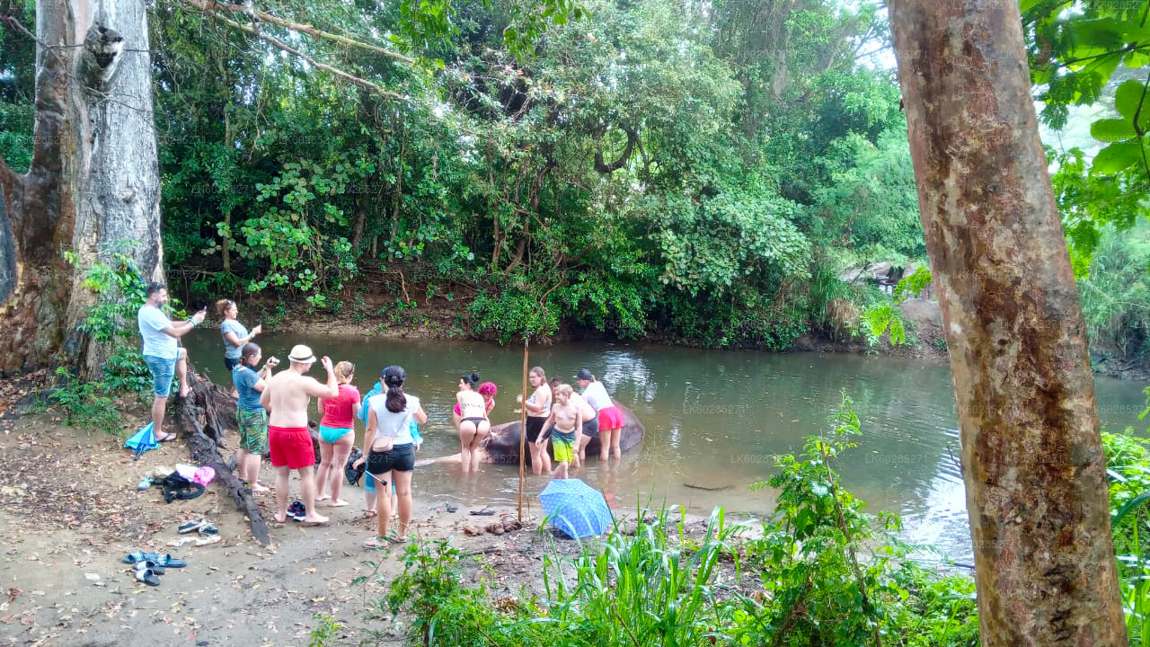 Elevandi seljas safari Habaranast