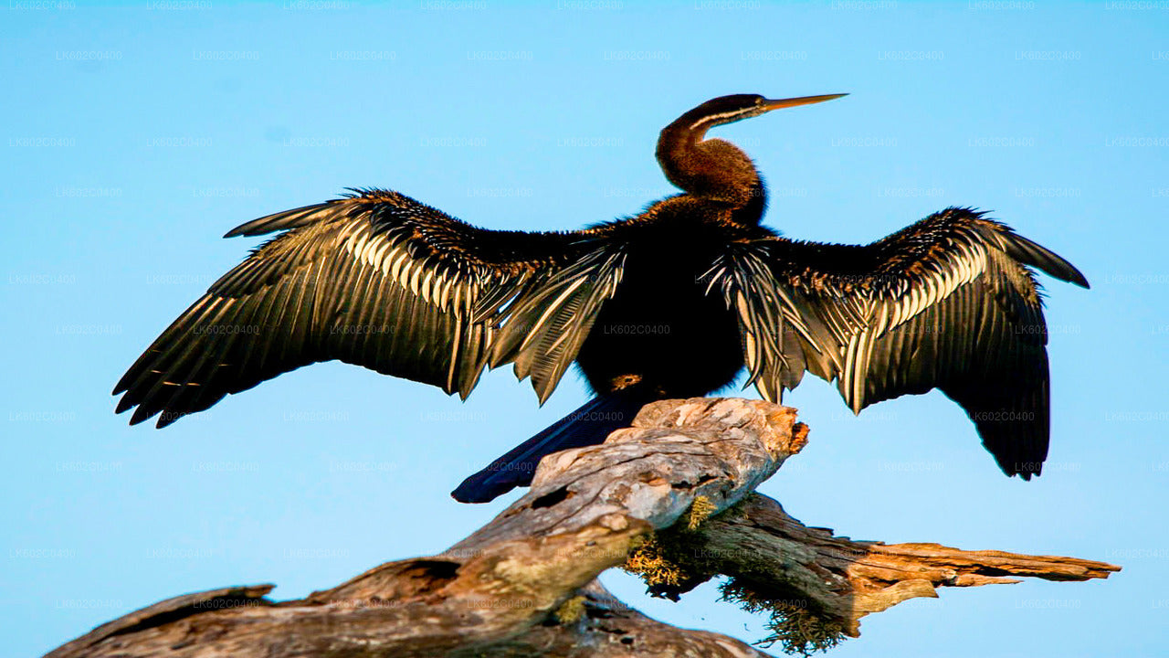 Bundala rahvuspargi safari Weligamast