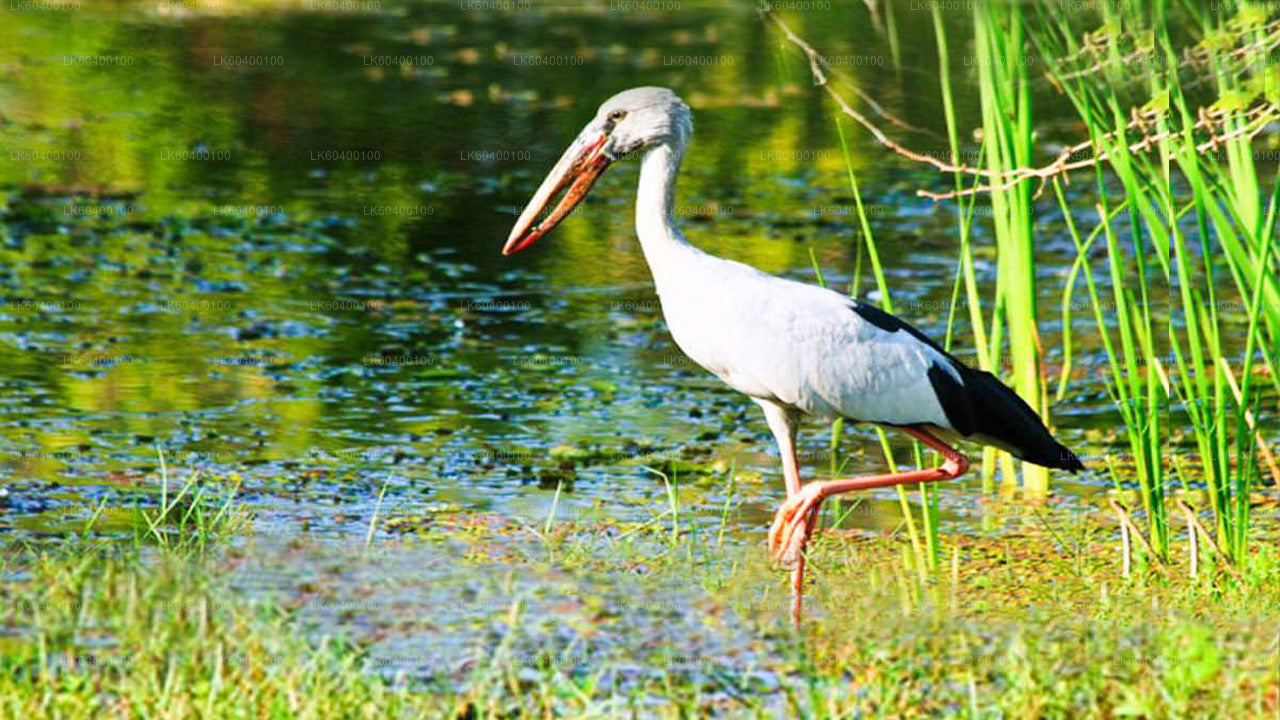 Udawalawe rahvuspargi safari Ahungallast