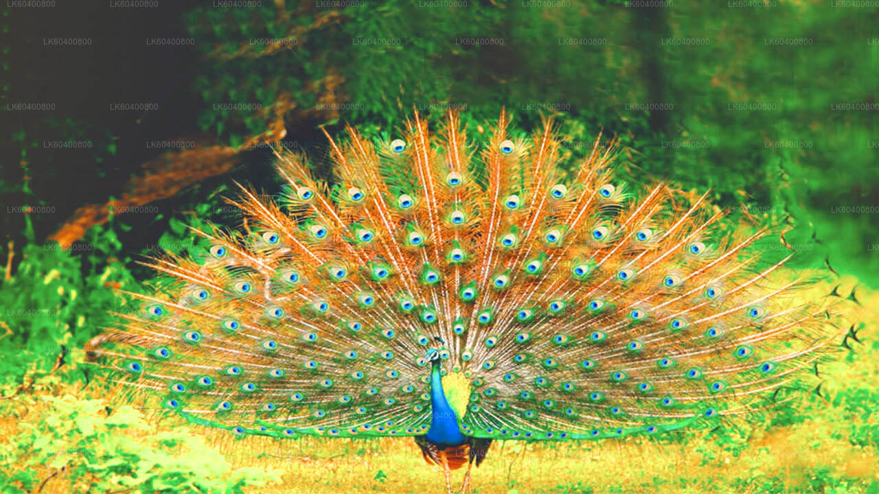 Yala rahvuspargi safari Ahungallast