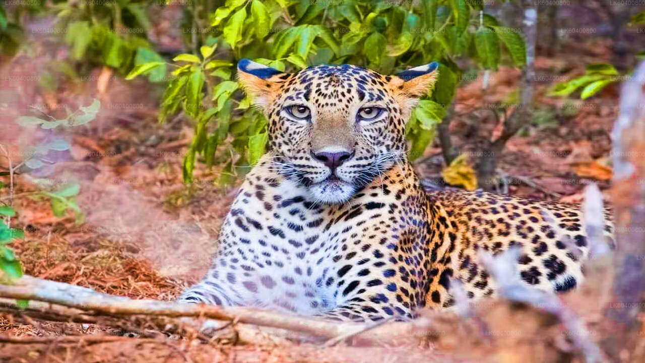 Yala rahvuspargi safari Ahungallast