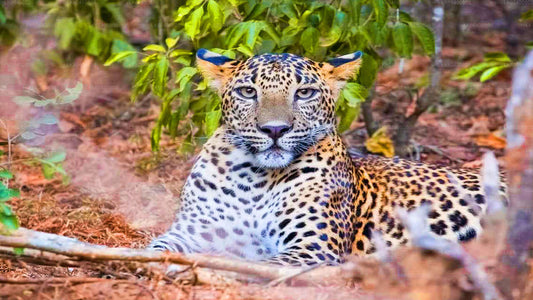 Yala rahvuspargi safari Ahungallast