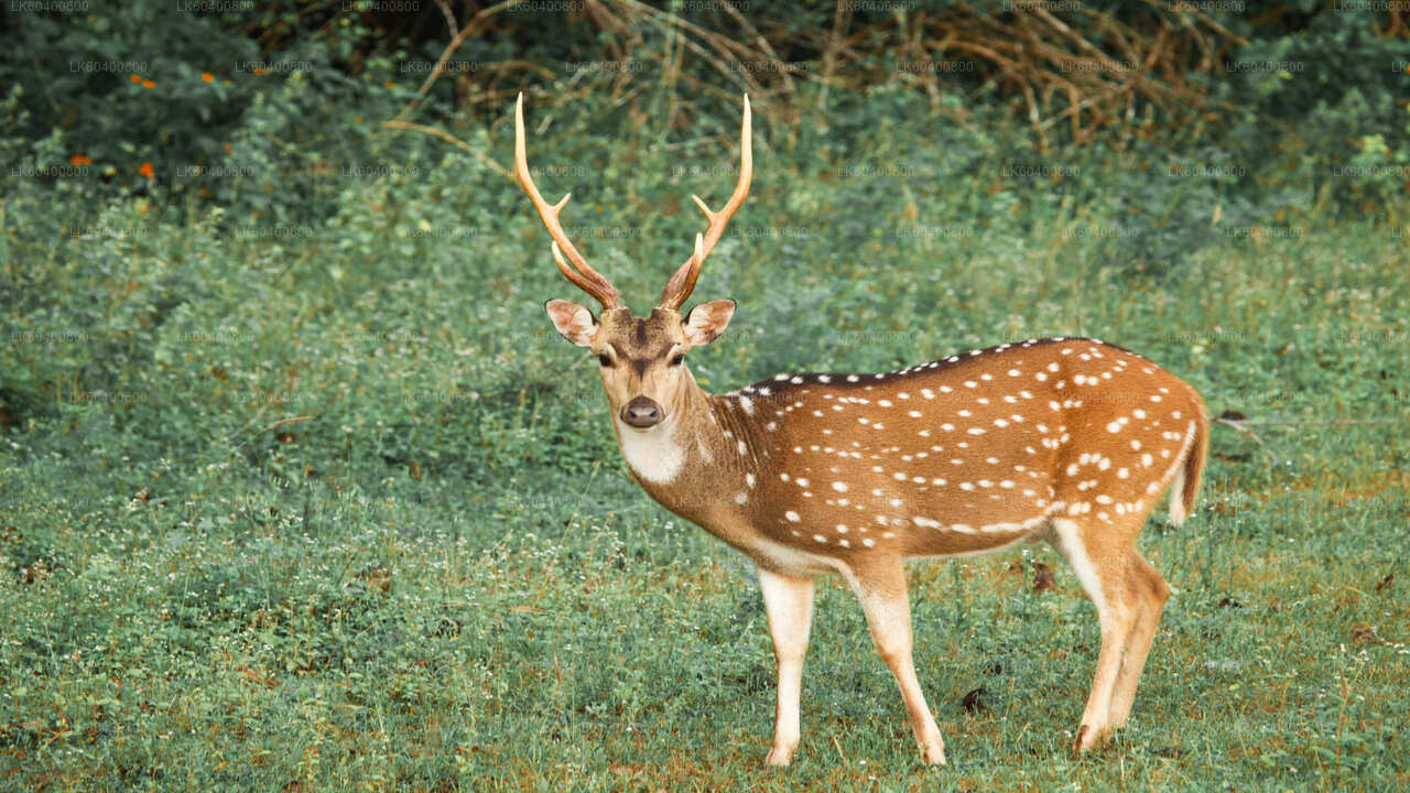 Yala rahvuspargi safari Ahungallast