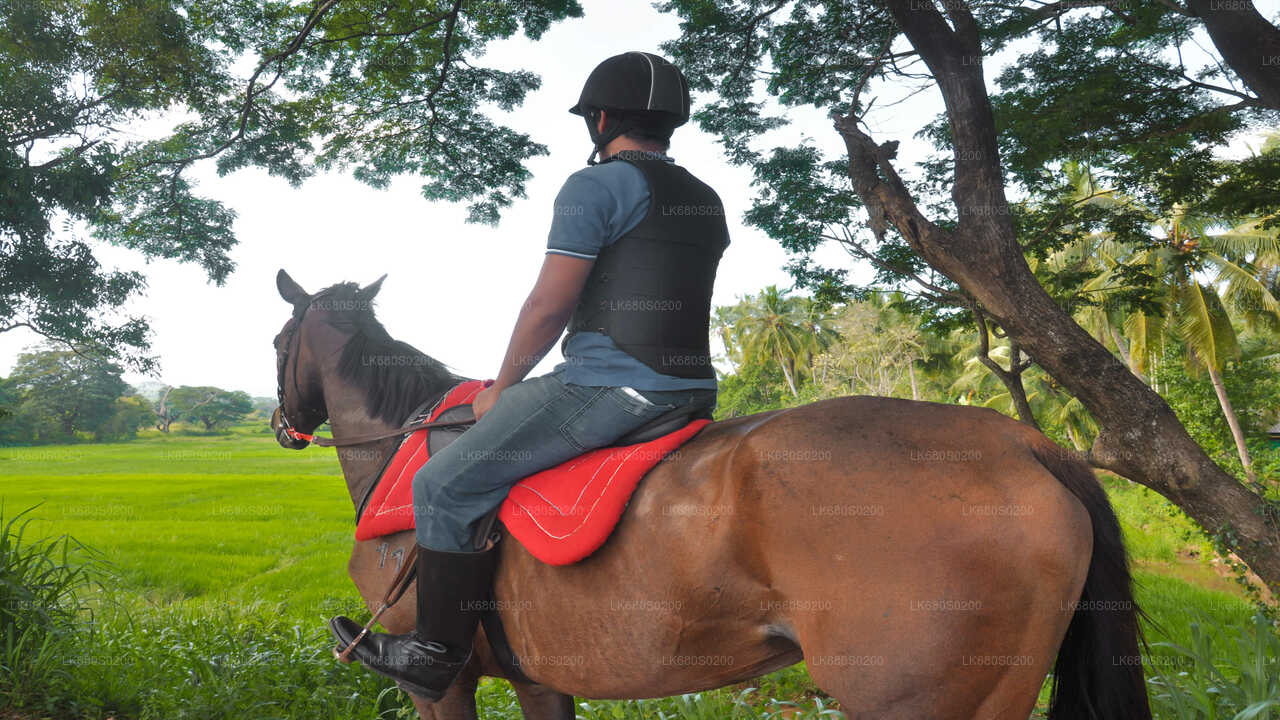 Horse Riding for Professionals from Habarana