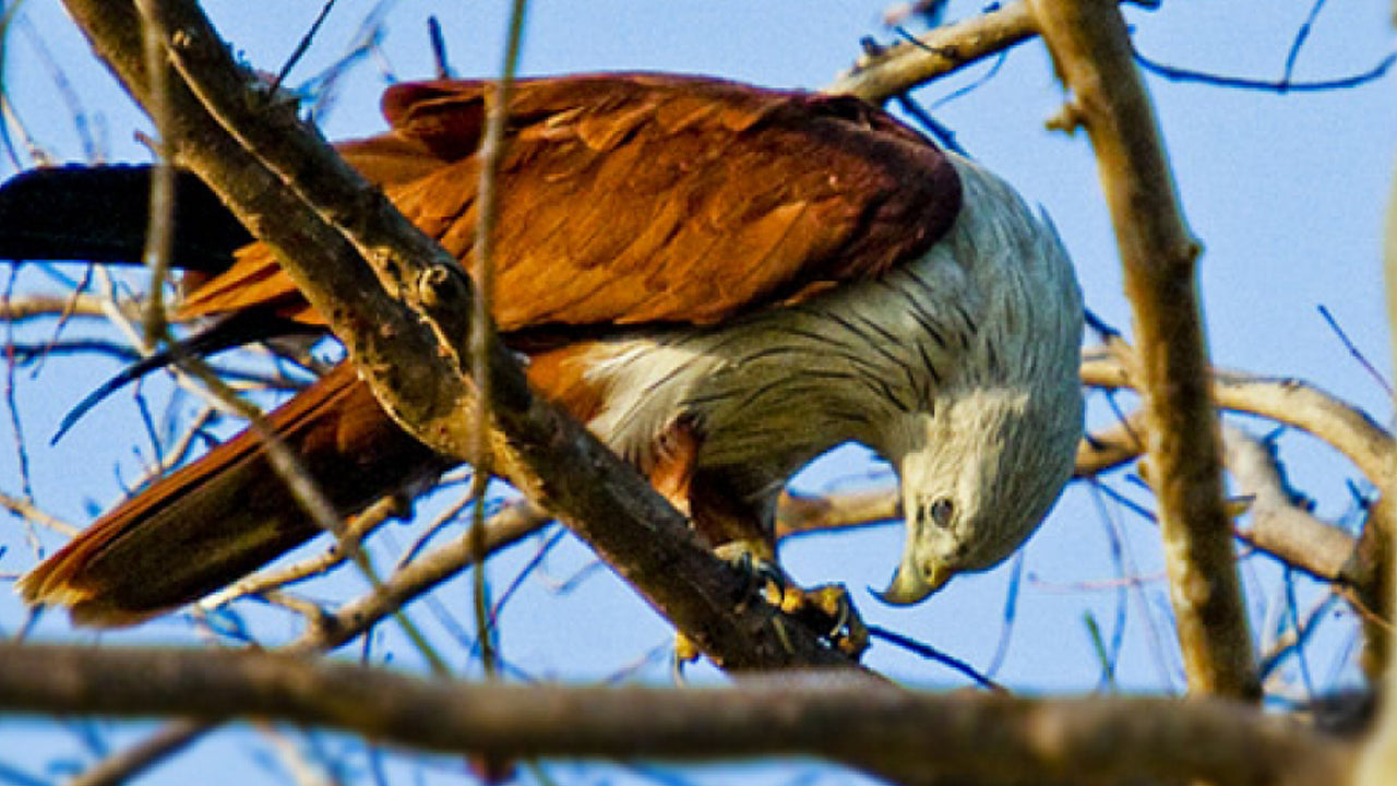 Minneriya rahvuspargi sissepääsupilet