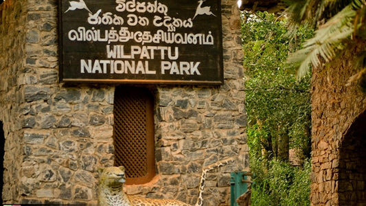 Entrance gate of Wilpattu National Park with a signboard and a stone archway.