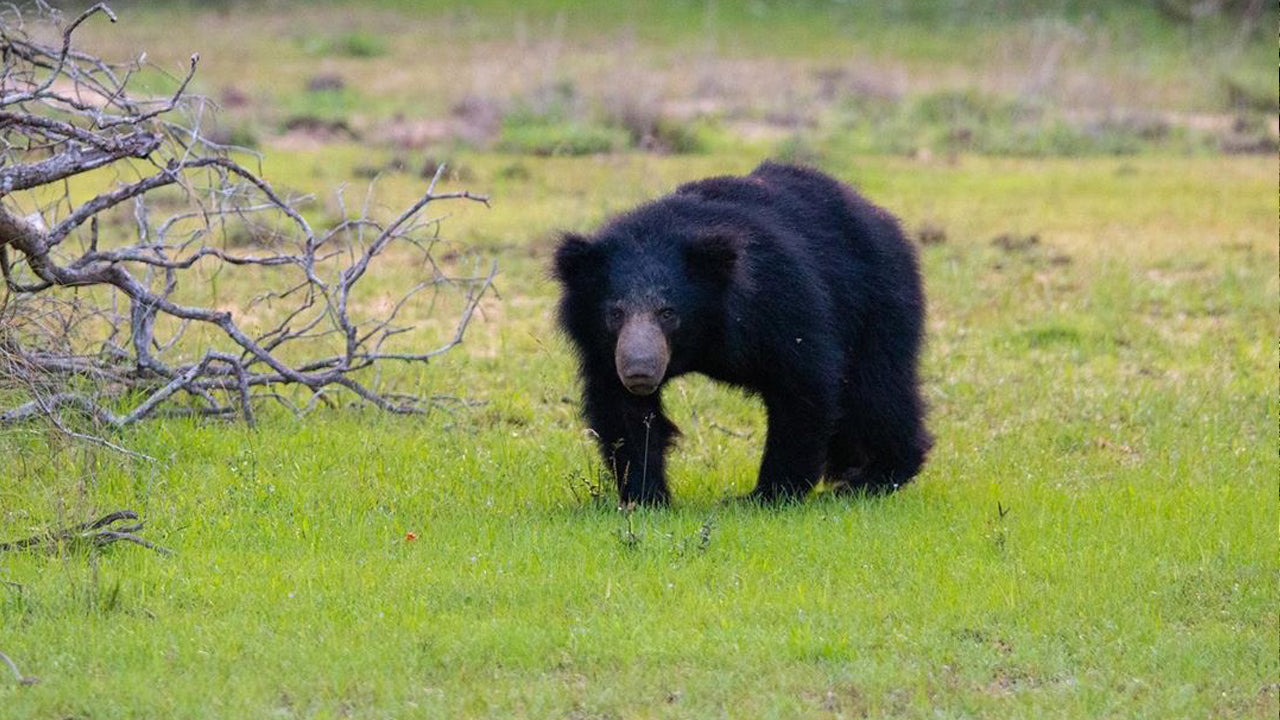 Wilpattu rahvuspargi sissepääsupiletid