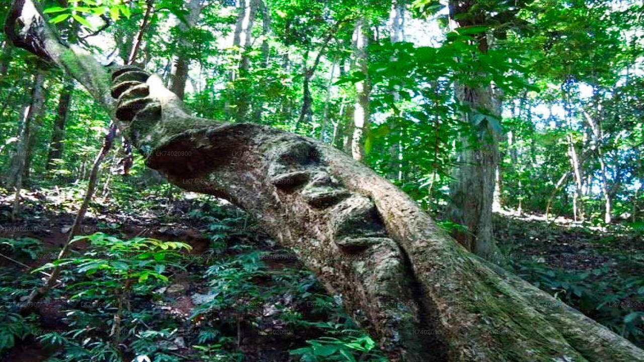 Udawattakele metsakaitseala matk Kandyst