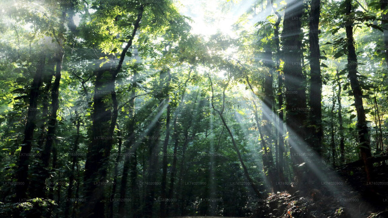 Udawattakele metsakaitseala matk Kandyst