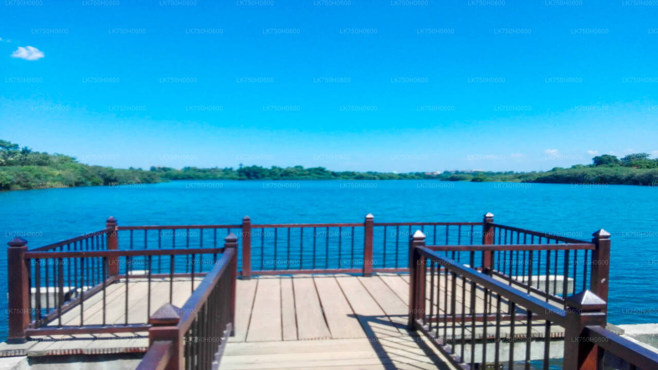 Birdwatching at Diyasaru Uyana from Colombo