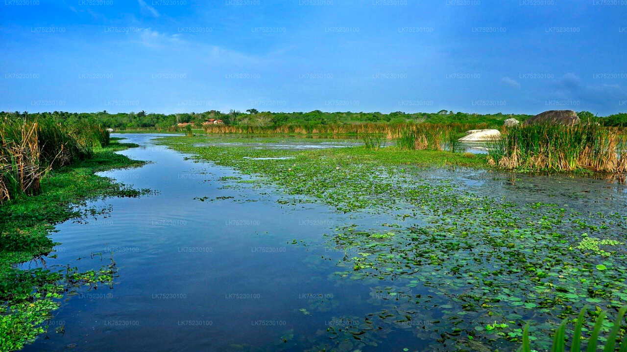 Birdwatching by Boat at Kalametiya Sanctuary