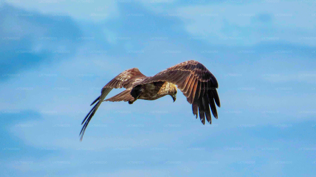 Birdwatching at Muthurajawela Marsh from Mount Lavinia