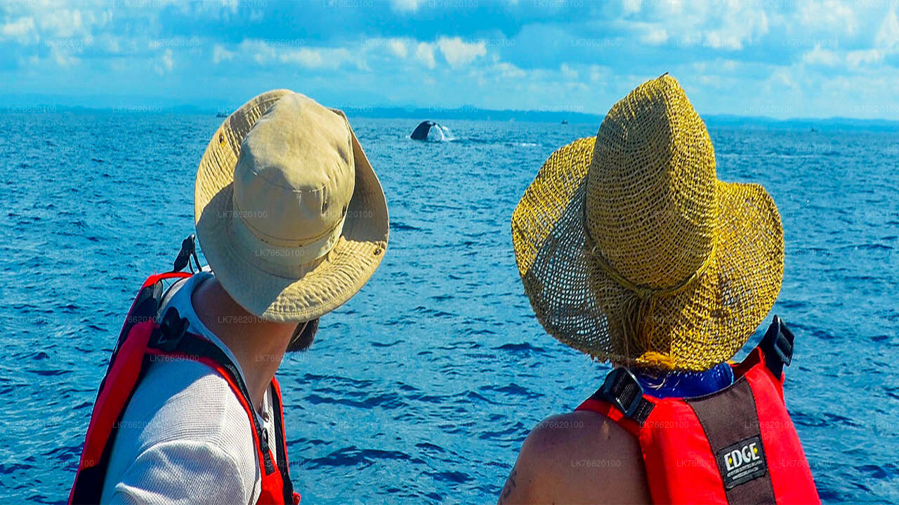 Whale Watching from Talpe on Shared Boat