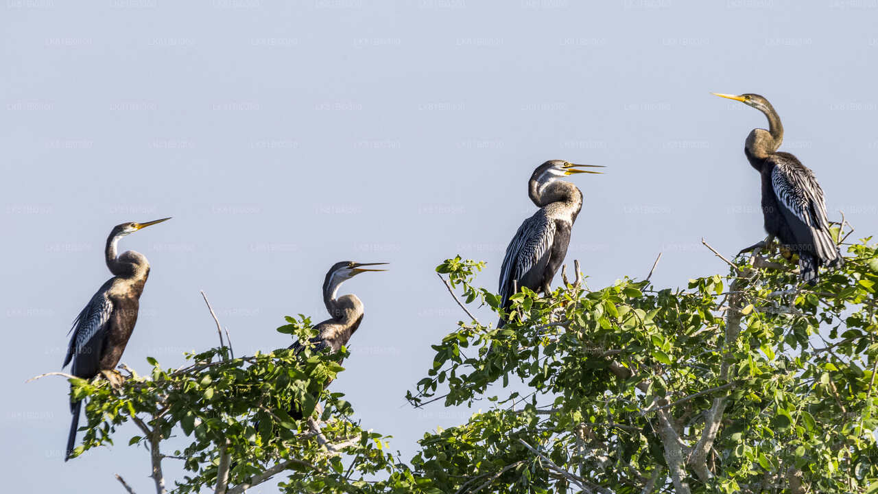 Bundala rahvuspargi safari Hambantota sadamast