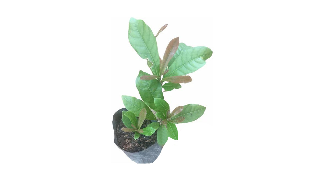 Lakpura Miracle Berry Layered Plant